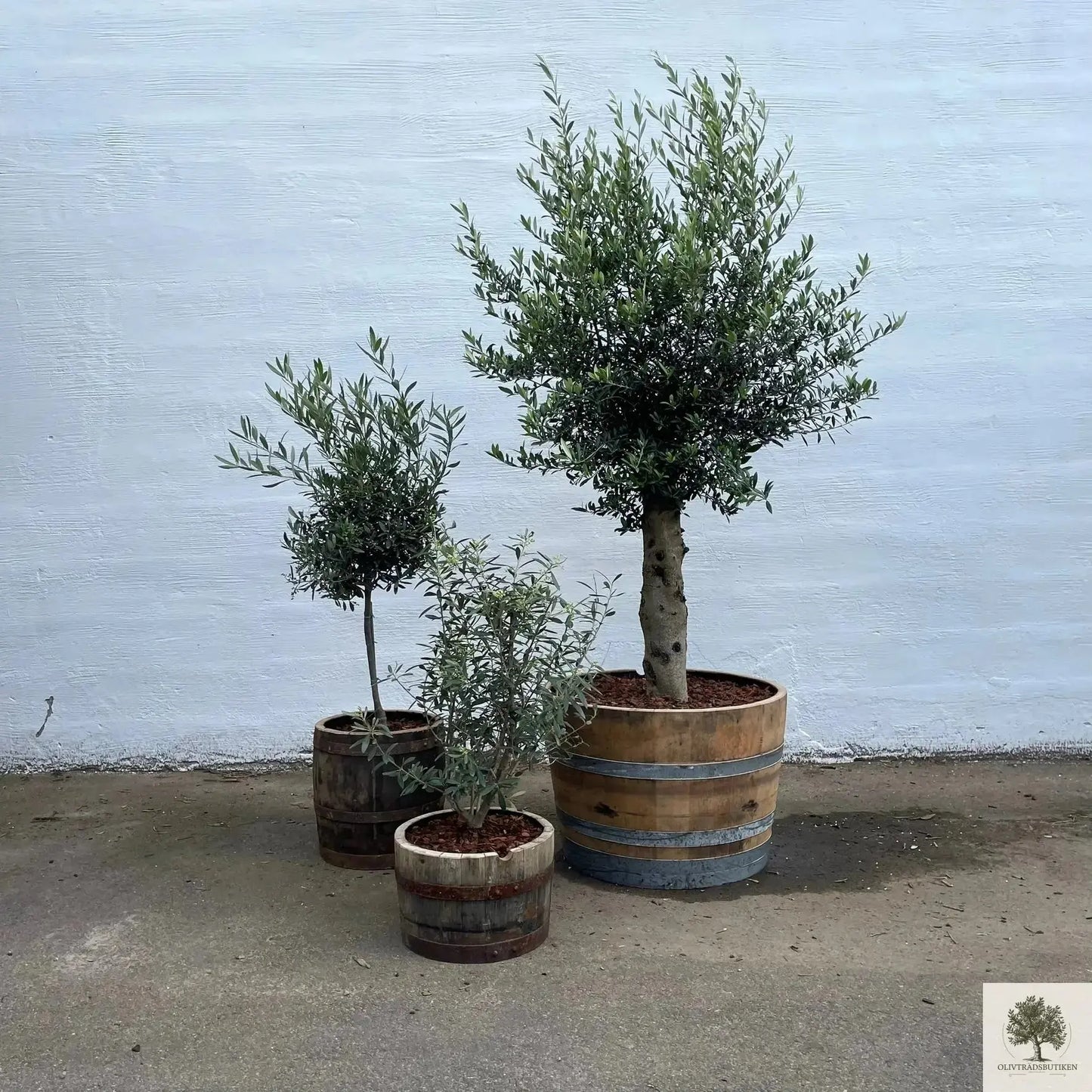 Olivträd 25 år planterat i havt vinfat - Höjd 200 cm Olivträdsbutiken