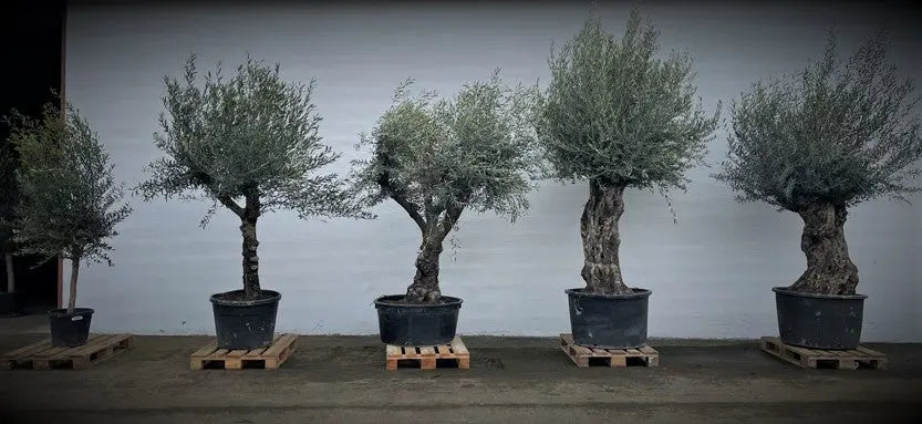 Oliventræ Olea Europaea 200 år - Bonsai Large Olivträdsbutiken