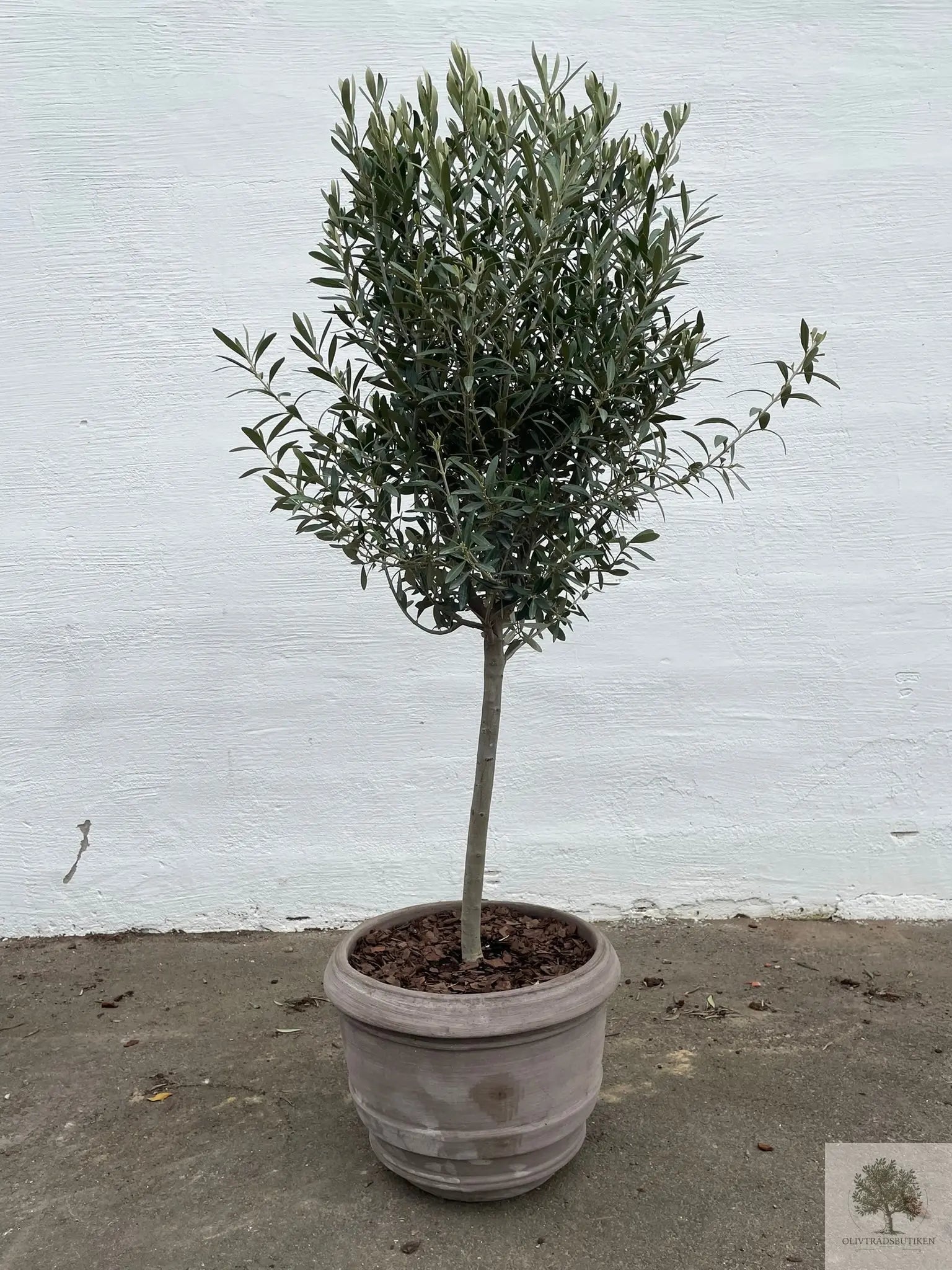 Olivträd 5 år - 150 cm höjd - 5 cm stam - 40 cm krona Olivträdsbutiken