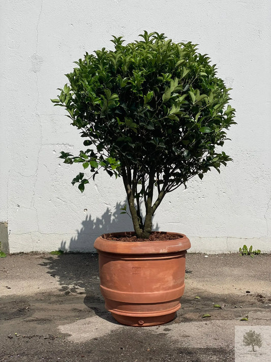 Terrakottakruka - Barile Liscio - 60 cm diameter - 51 cm höjd Olivträdsbutiken