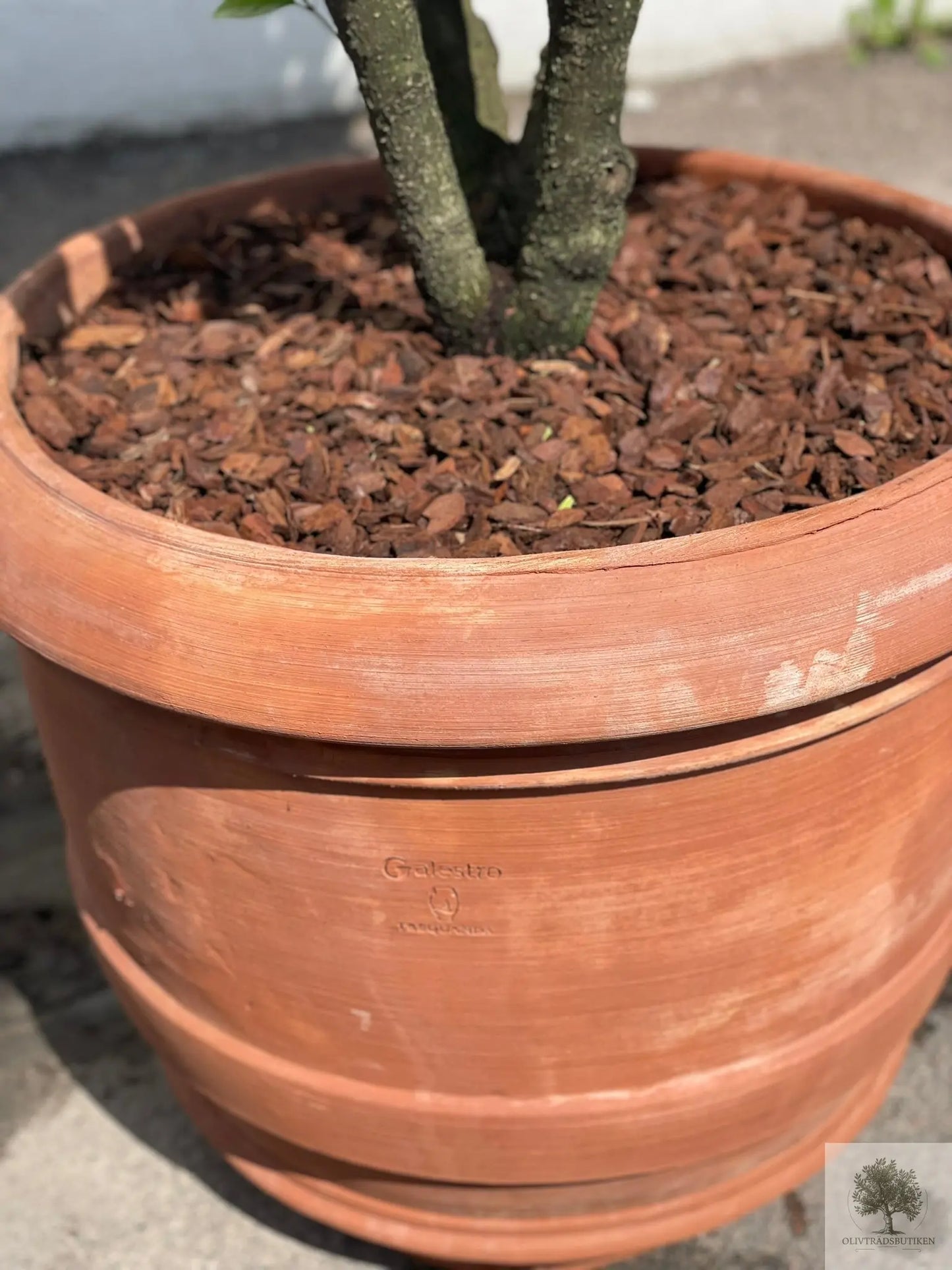 Osmanthus 170 cm - Flerstammig vintergrön växt - planterad i kruka