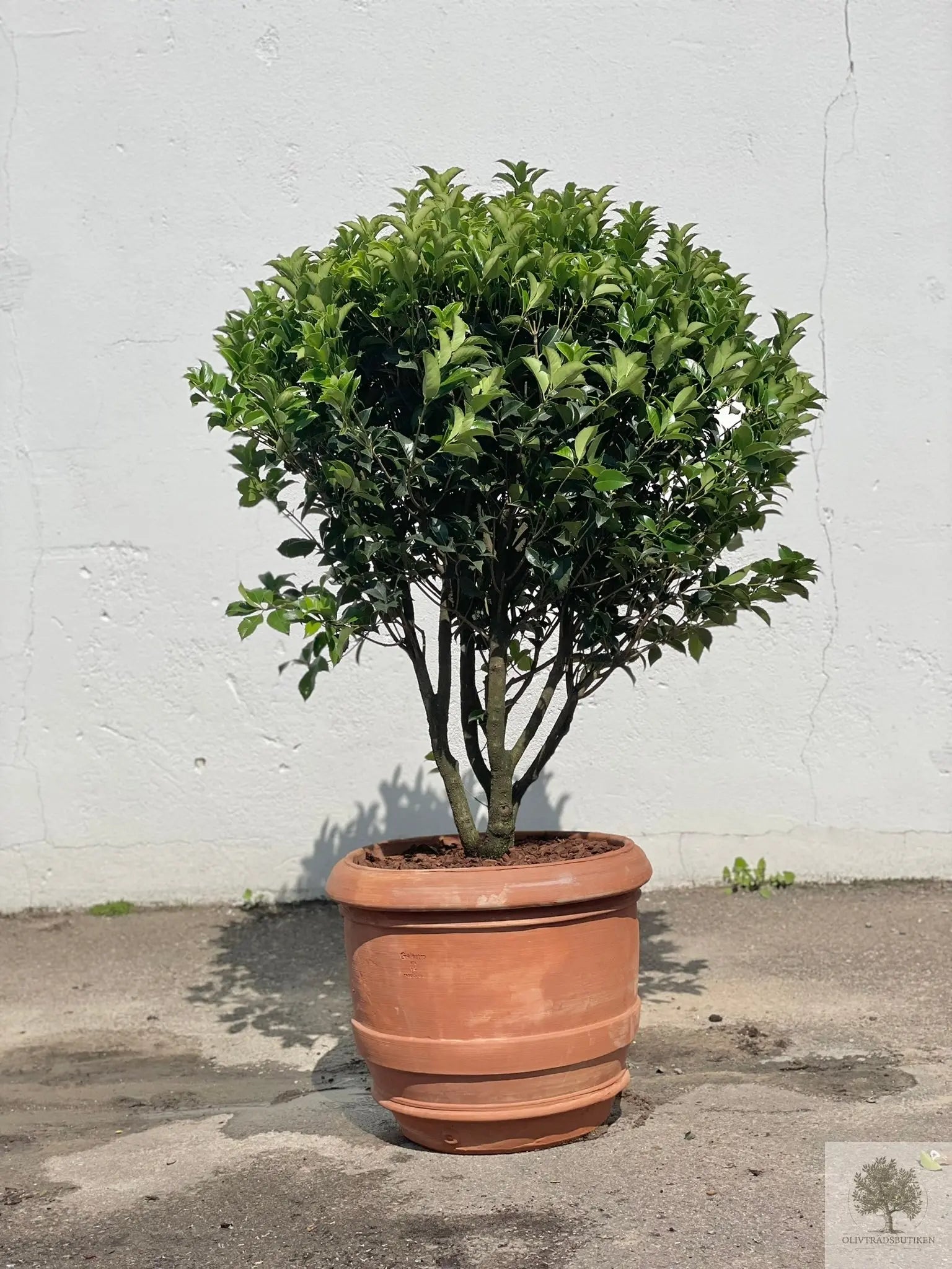 Terrakottakrukke - Barile Liscio - 60 cm diameter - 51 cm højde Olive Tree Shop