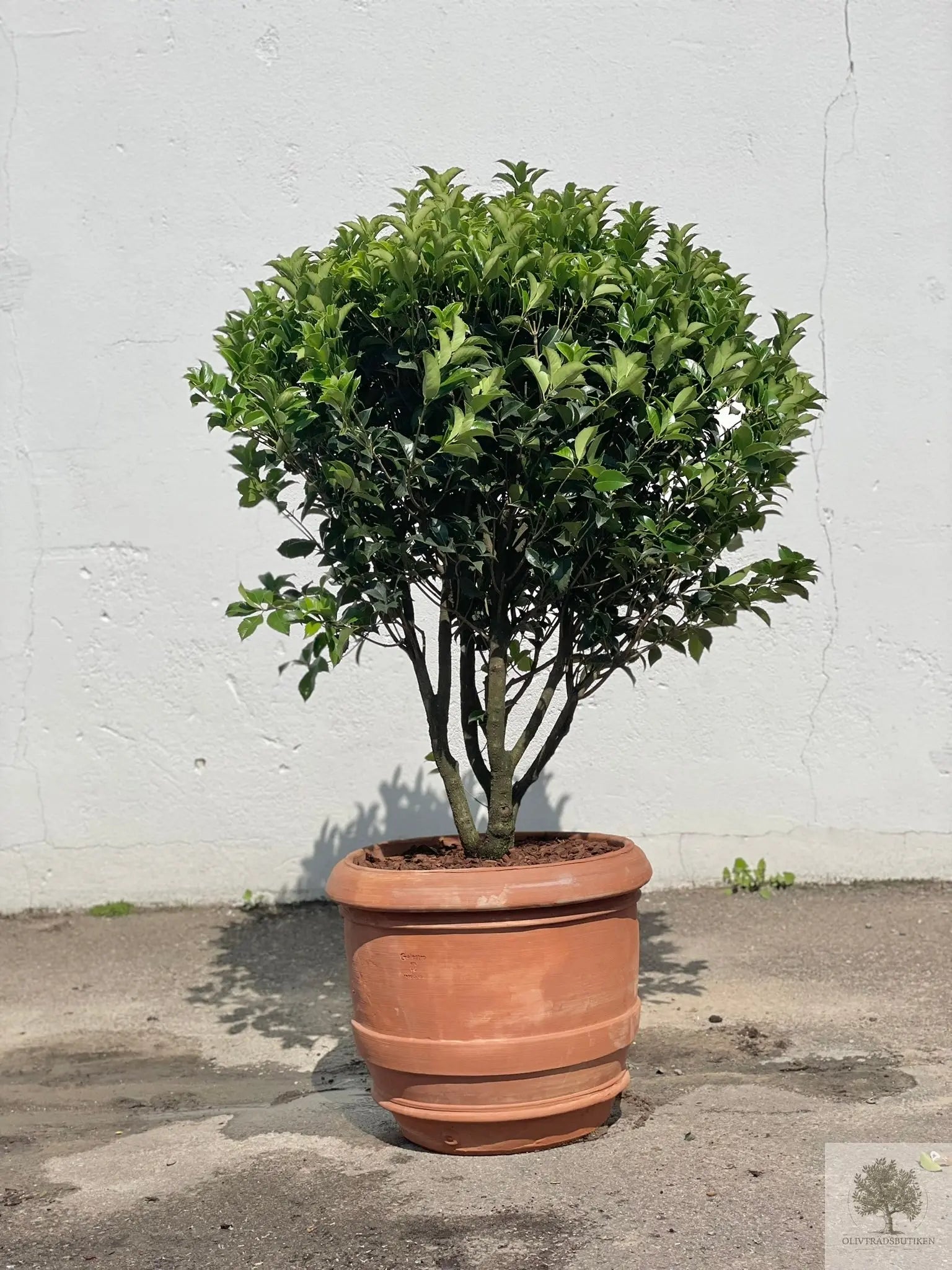 Osmanthus 170 cm - Flerstammig vintergrön växt - planterad i kruka