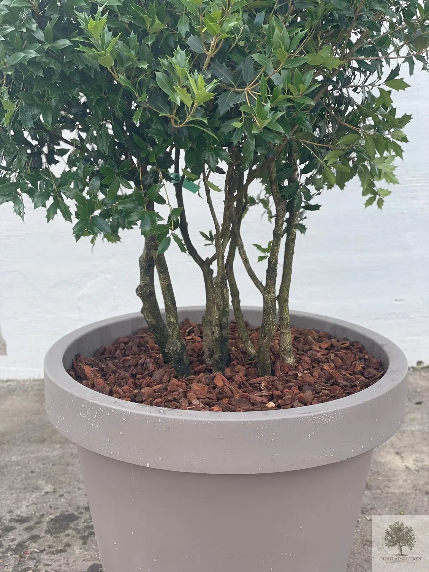 Osmanthus ilicifolius - Flerstammig 220 cm