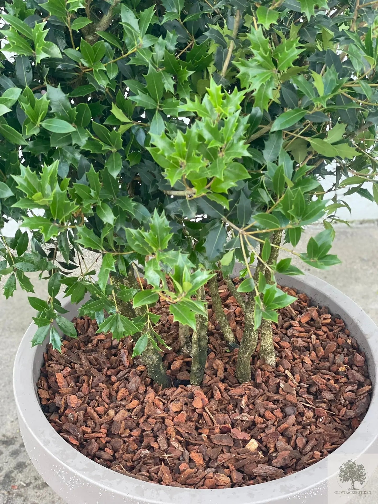 Osmanthus ilicifolius - Flerstammig 220 cm