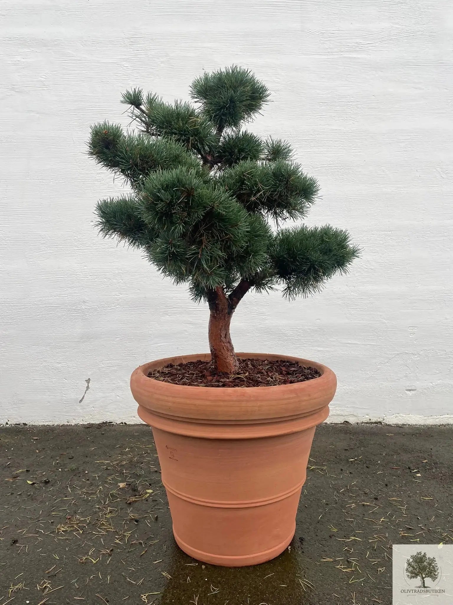 Pinus Silvestris Watereri - Bonsai molnklippt 150 cm Olivträdsbutiken