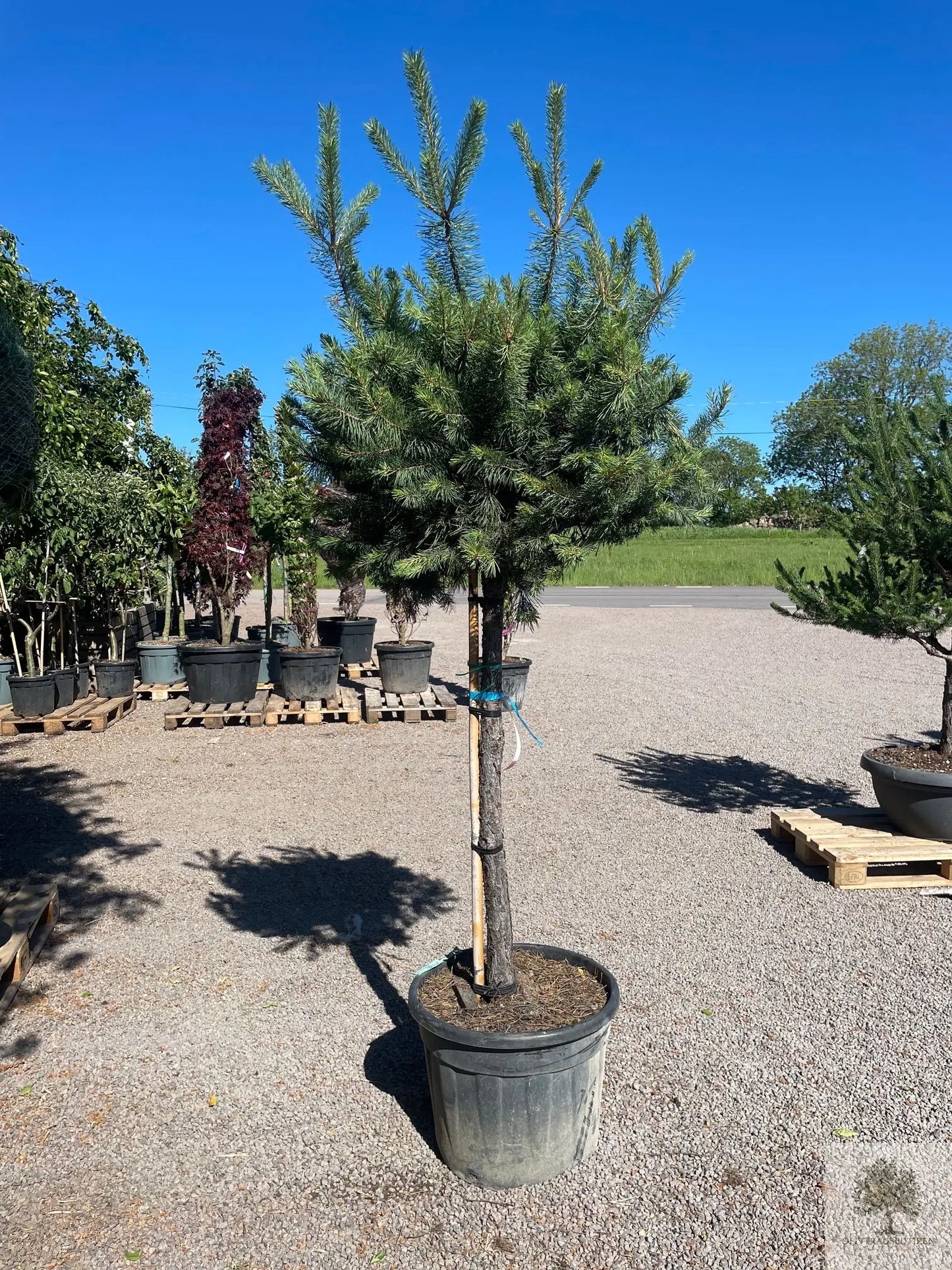 Dvärgtall tålig barrväxt - Pinus Silvestris Watereri - trädformat 200 cm