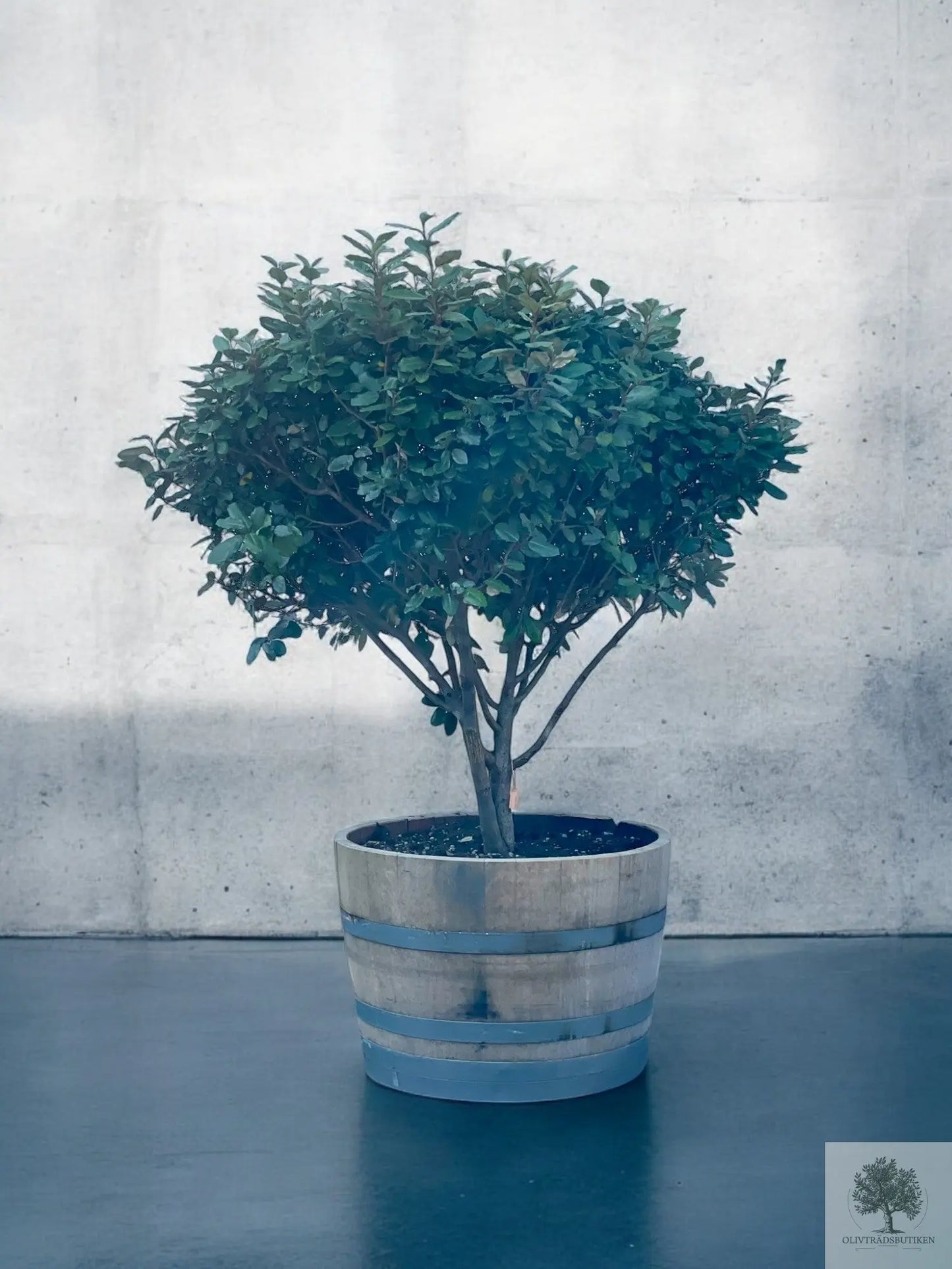 Elaeagnus Ebbingei - Flerstammet 175 cm - plantet i vintønde Olive Tree Shop