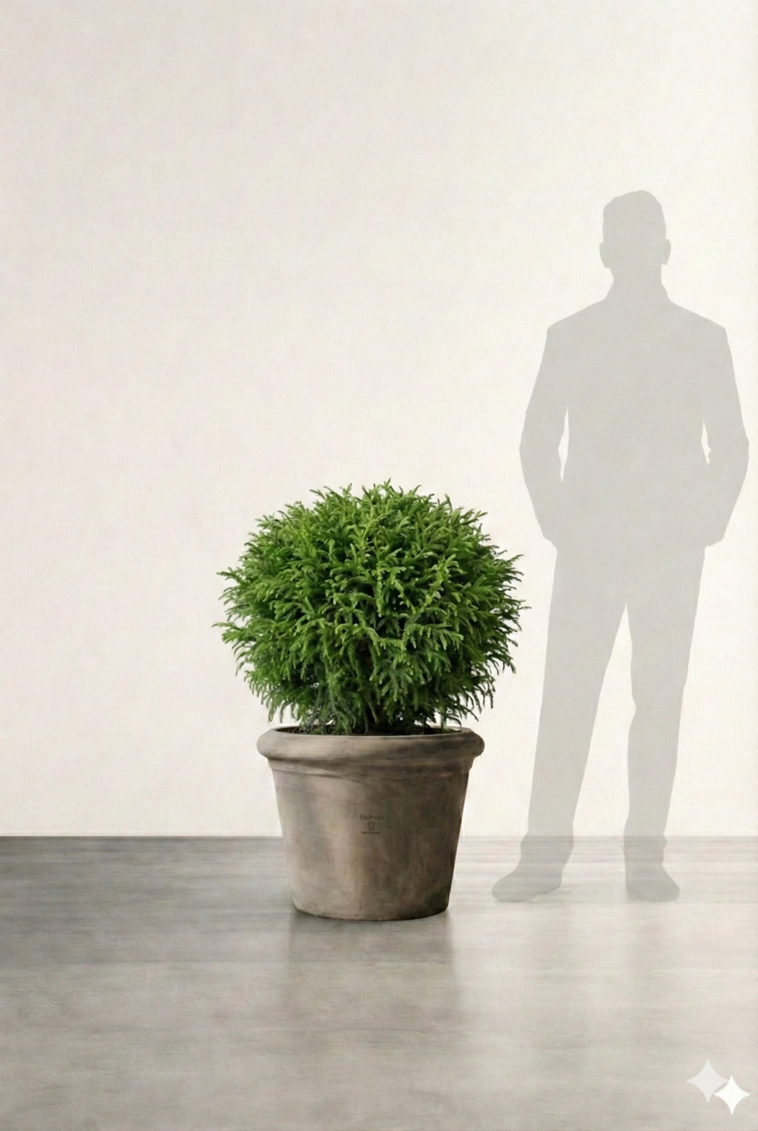 Barrväxt Japansk Ceder  - Cryptomeria Japonica - Bollform