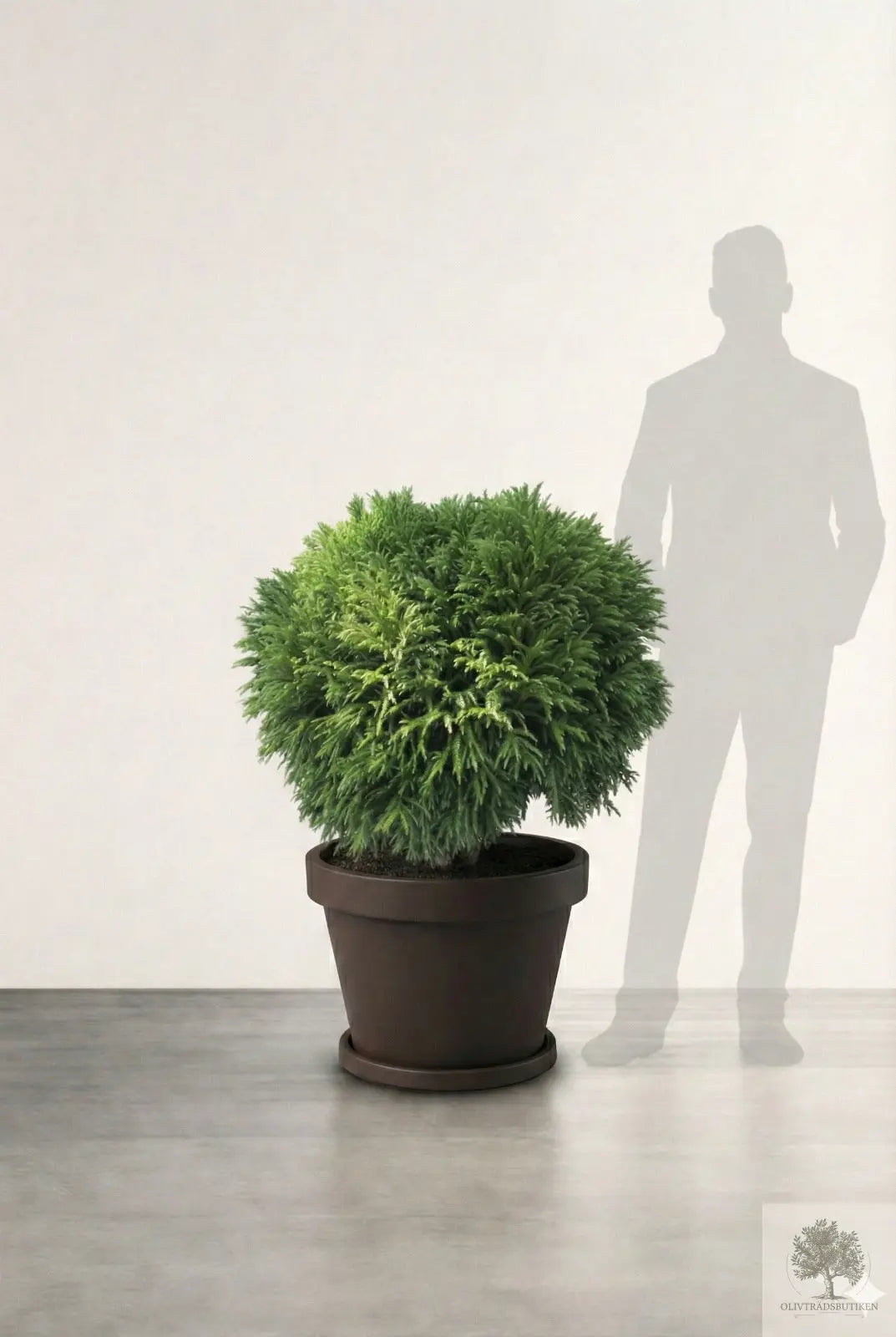 Barrväxt Japansk Ceder  - Cryptomeria Japonica - Bollform Olivträdsbutiken