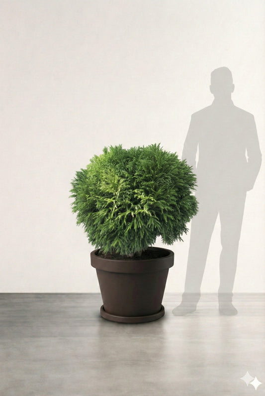 Barrväxt Japansk Ceder  - Cryptomeria Japonica - Bollform