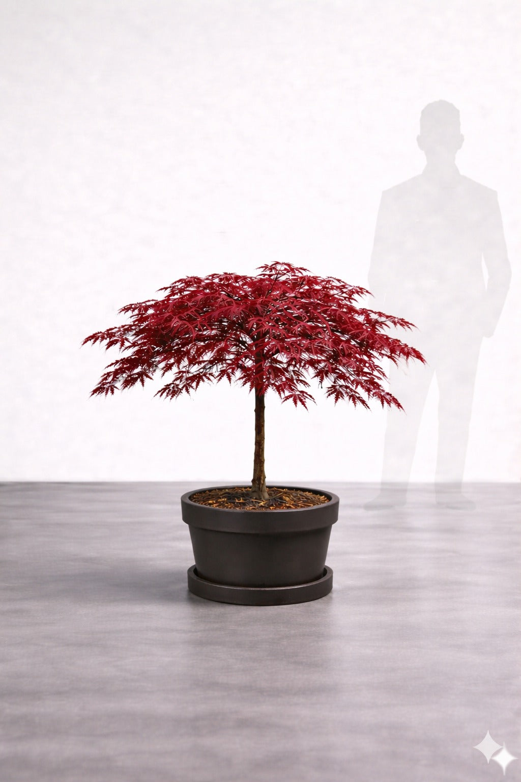 Japansk lönn rödbladig - Inaba Shidare - Acer Dissectum