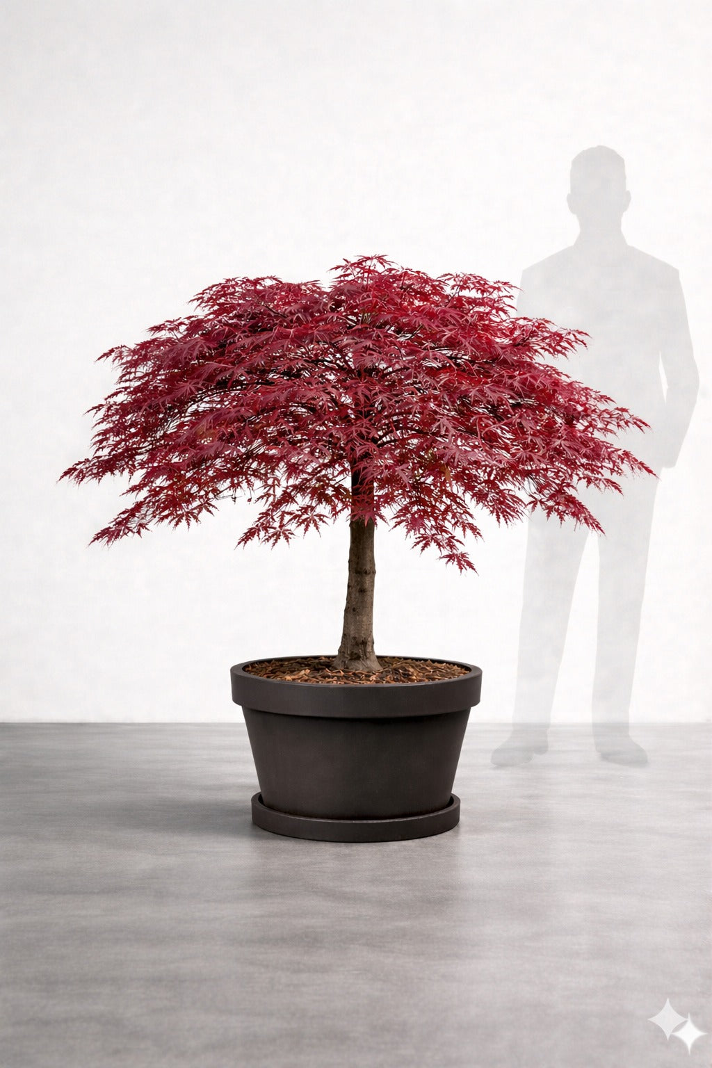 Japansk lönn rödbladig - Inaba Shidare - Acer Dissectum