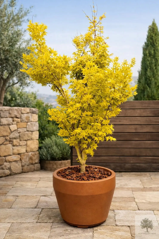 Japansk lönn gulbladig - Acer palmatum ‘Bi-hoo’ - 180 cm