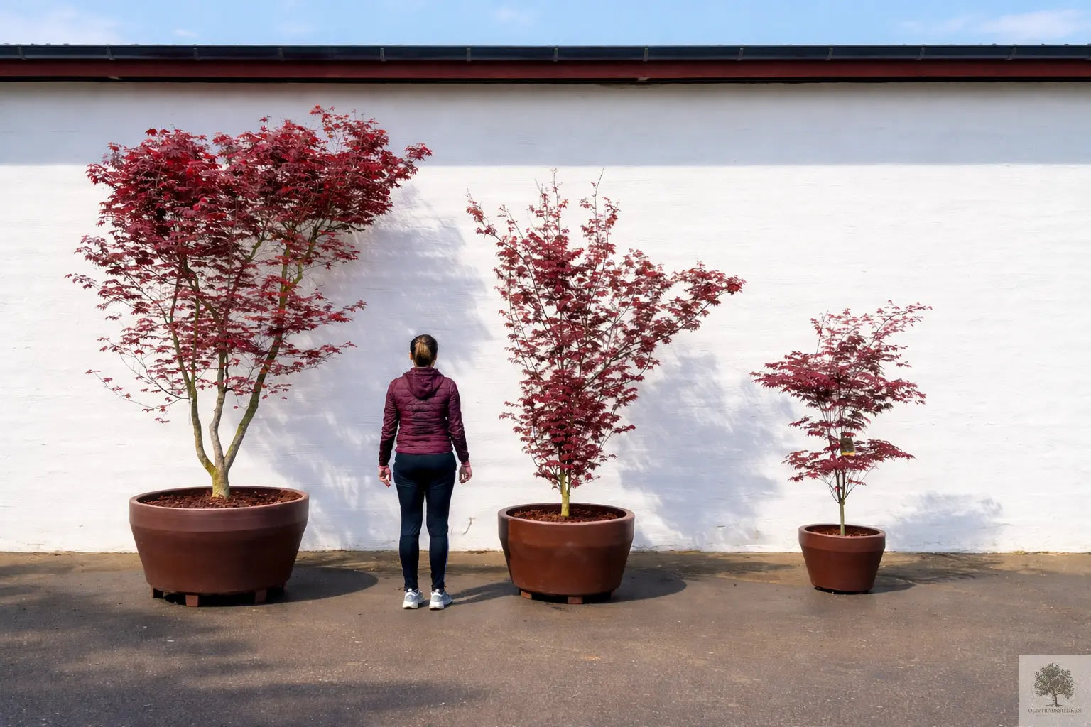 Japansk lönn rödbladig - Acer palmatum ‘Artropurpureum’ - 175 cm Olivträdsbutiken