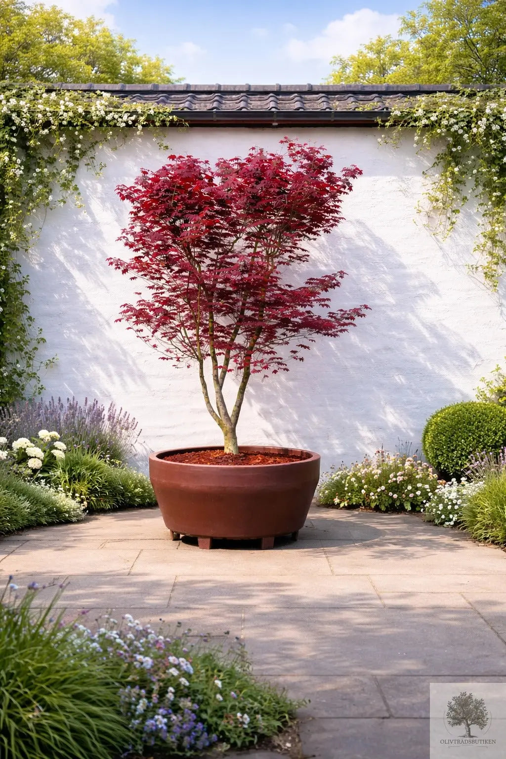 Japansk lönn rödbladig - praktexemplar - Acer palmatum Fireglow - 300 cm + Olivträdsbutiken