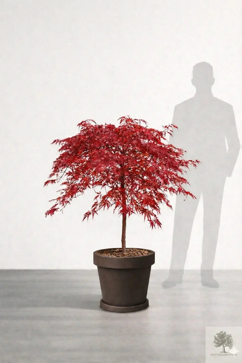 Japansk lönn rödbladig - Inaba Shidare - Acer Dissectum Olivträdsbutiken