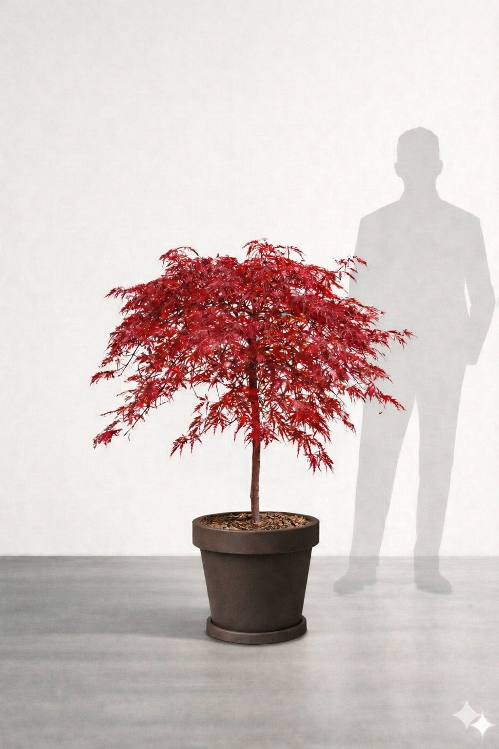 Japansk lönn rödbladig - Inaba Shidare - Acer Dissectum