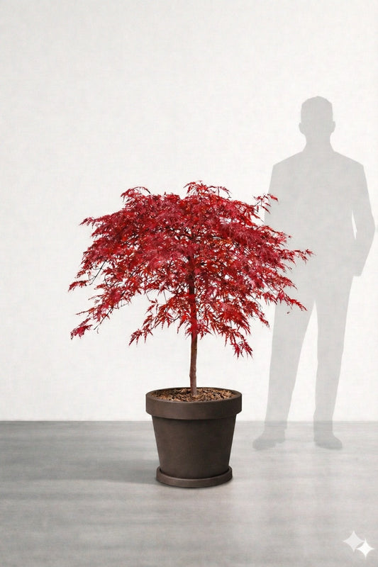 Japansk lönn rödbladig - Inaba Shidare - Acer Dissectum