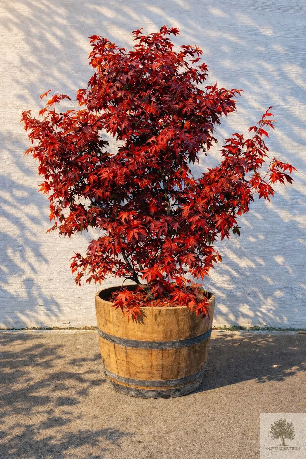 Japansk lönn rödbladig - stort exemplar - Acer palmatum Fireglow - 220 cm Olivträdsbutiken