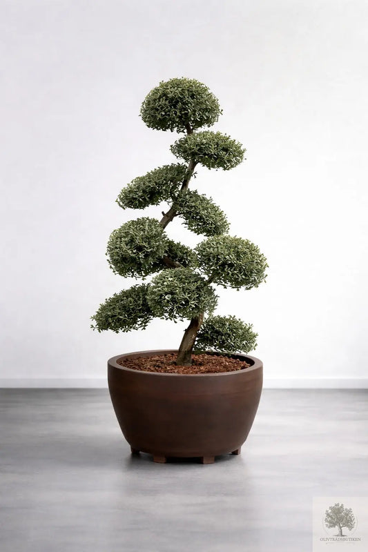 Japansk järnek – Ilex crenata ‘Kinme’ – formklippt 180 cm