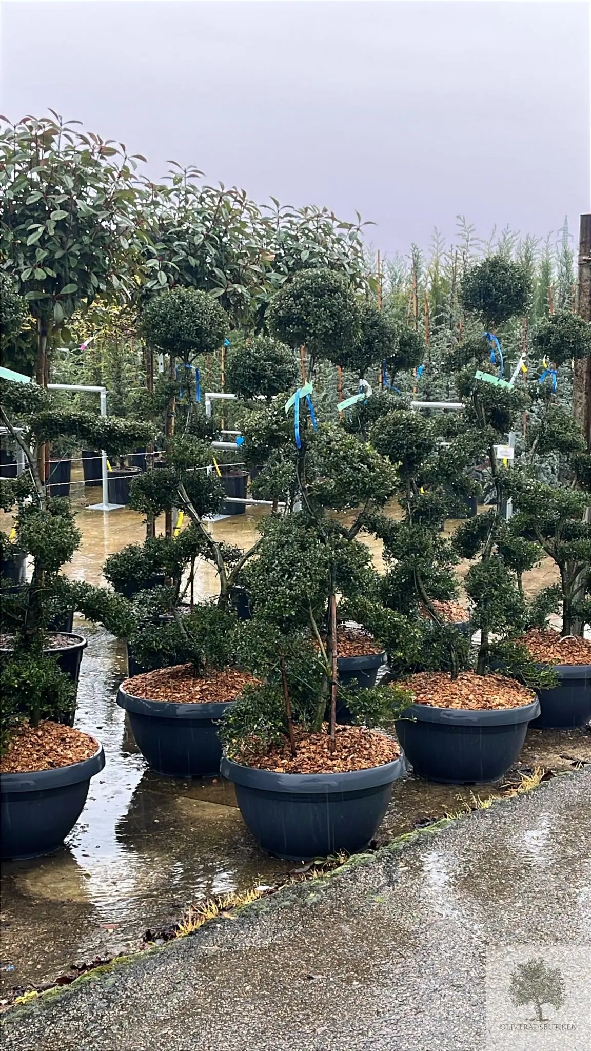 Japansk järnek – Ilex crenata ‘Kinme’ – formklippt 180 cm