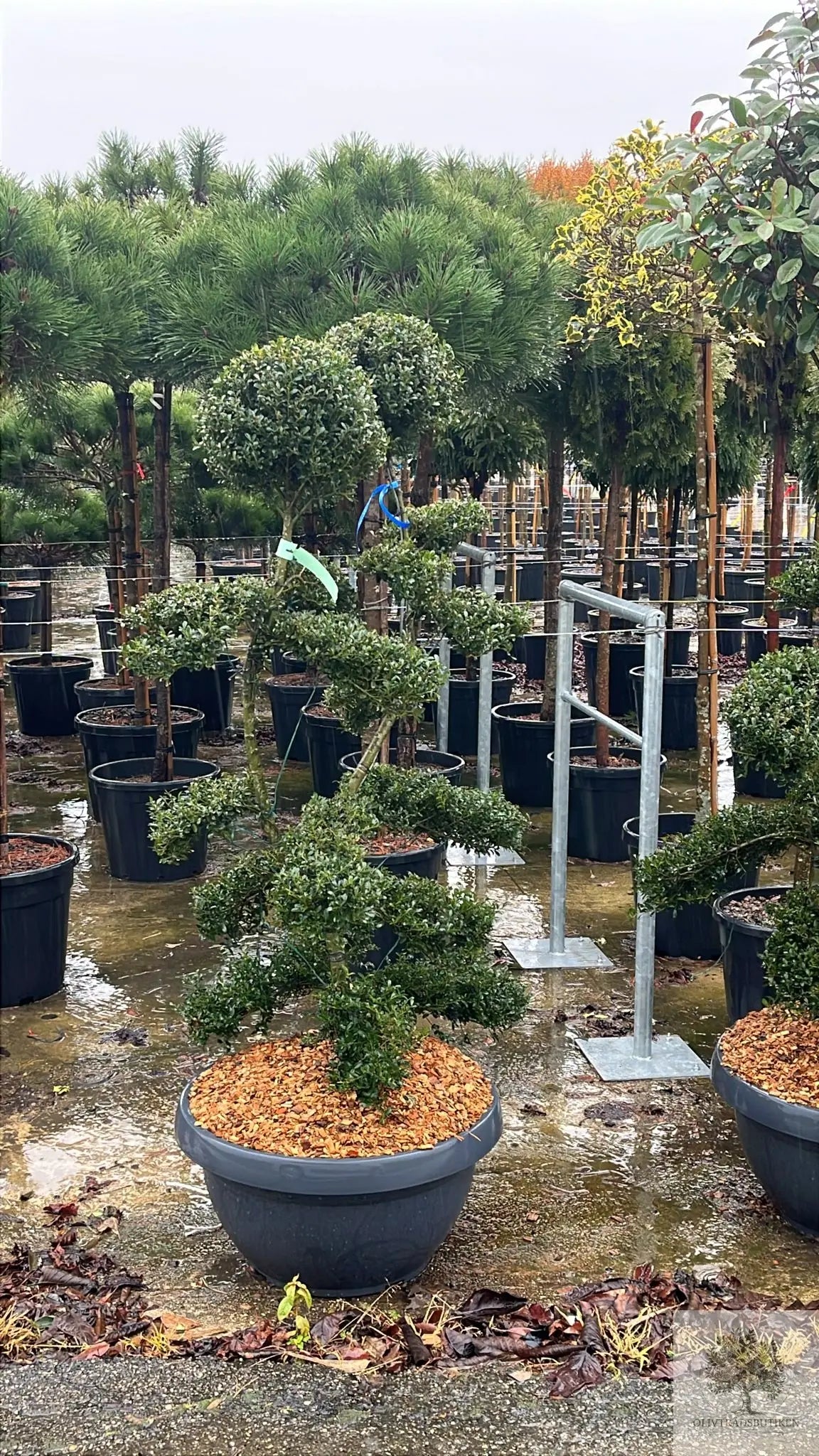 Japansk järnek – Ilex crenata ‘Kinme’ – formklippt 180 cm