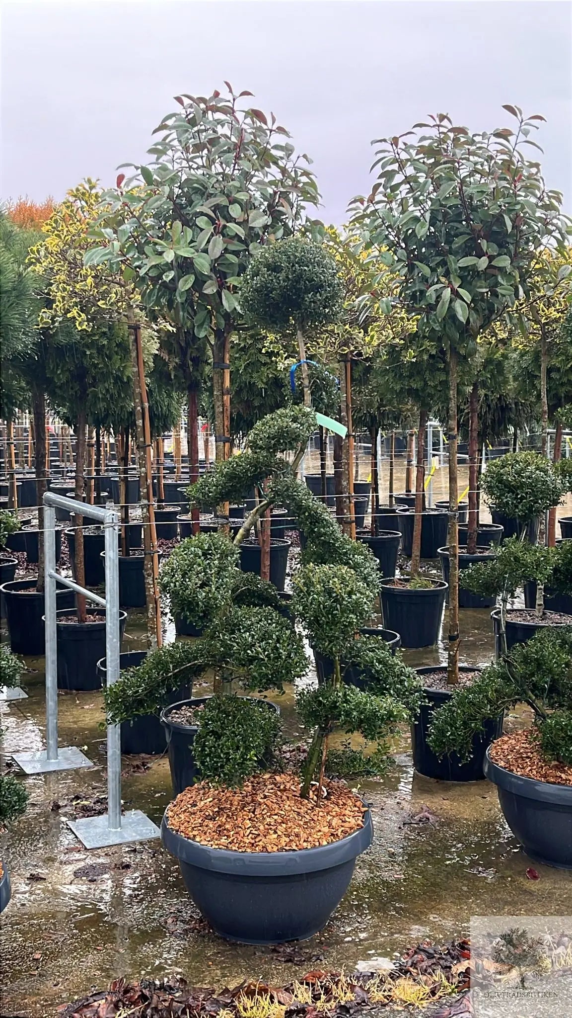 Japansk järnek – Ilex crenata ‘Kinme’ – formklippt 180 cm