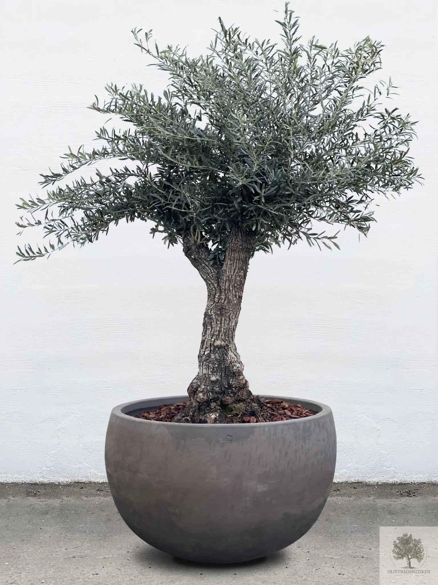 Terrakottakruka - grå brun - Låg rund - 64-120 cm Olivträdsbutiken
