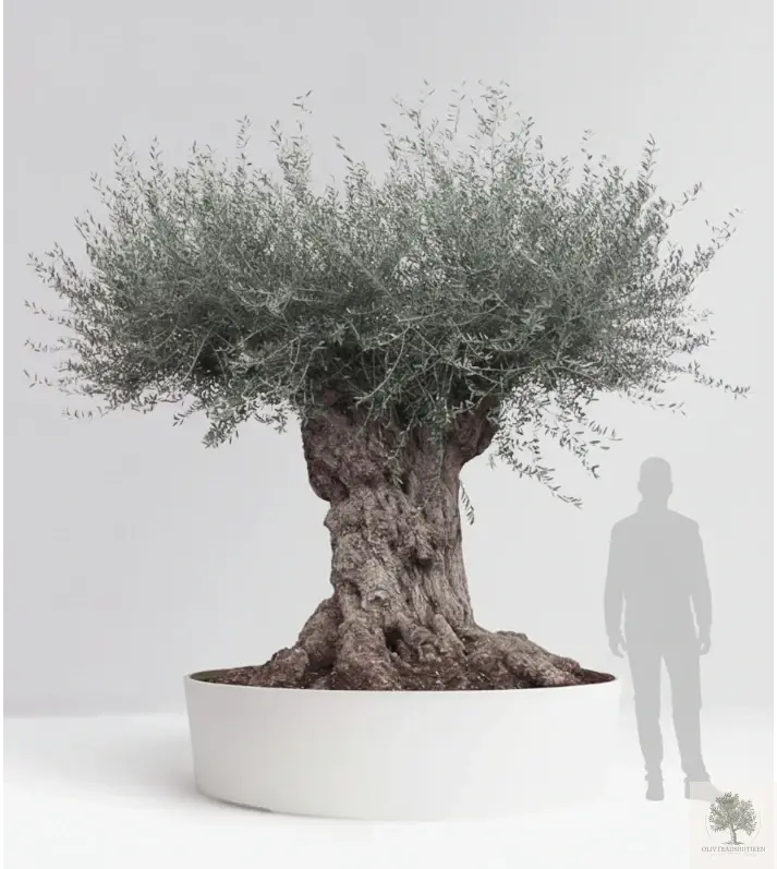 Olivträd 300+år - "Lechin" XXL