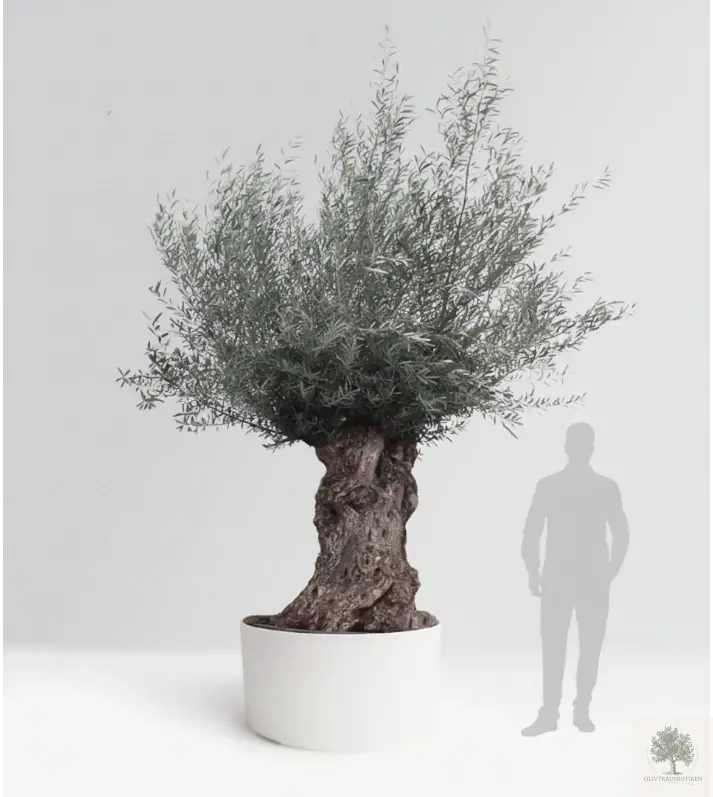 Olivträd 200 år - 300 cm höjd - 160 cm stam - 150 cm krona - Bonsai Large
