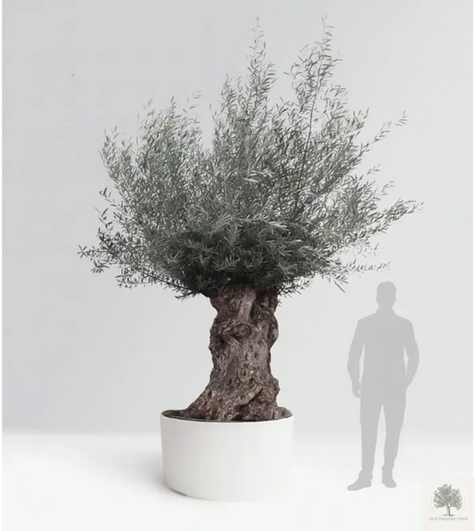 Oliventre 200 år - 300 cm høyde - 160 cm stamme - 150 cm krone - Bonsai Large