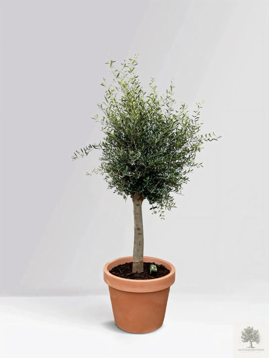 Olivträd 25 år - 210 cm höjd - 40 cm stam - 75 cm krona Olivträdsbutiken