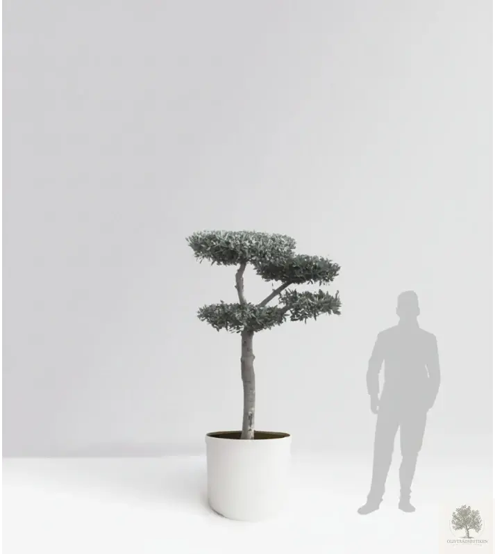 Olivträd pon pon 30 år - 180 cm höjd - 3-5 klippta moln