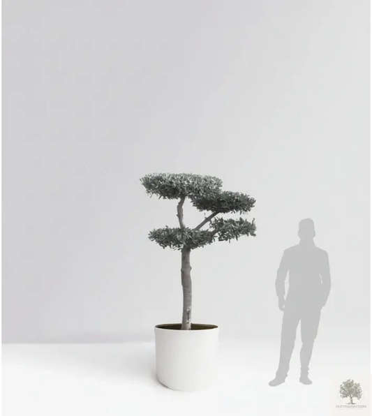 Oliventre pon pon pon 30 år - 180 cm høyde - 3-5 kutte skyer