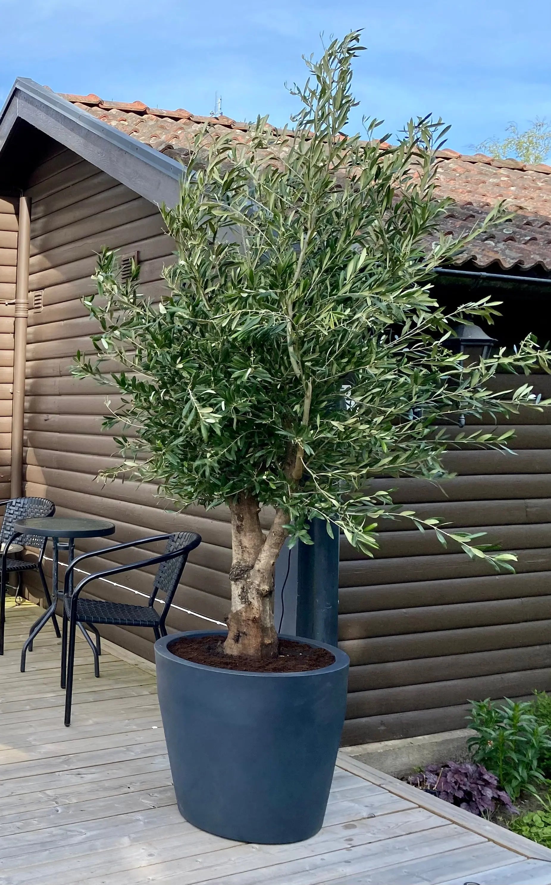 Oliventræ Olea Europaea 20 år - Lille Olivträdsbutiken