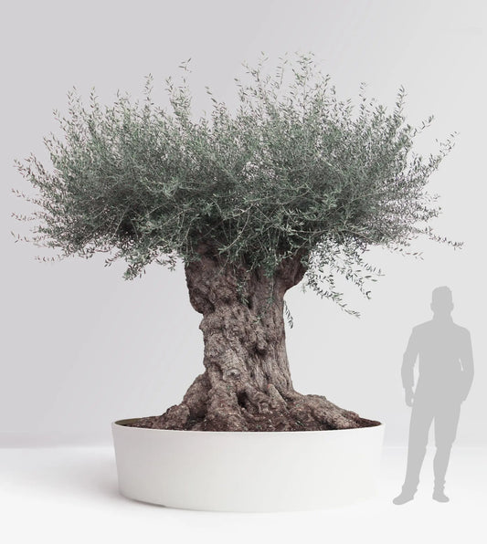 Oliventræ Olea Europaea 300+år - "Lechin" XXL Olivträdsbutiken