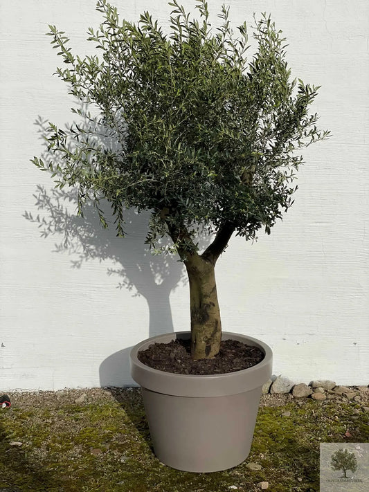 Olivträd Olea Europaea 40 år - Medium Olivträdsbutiken