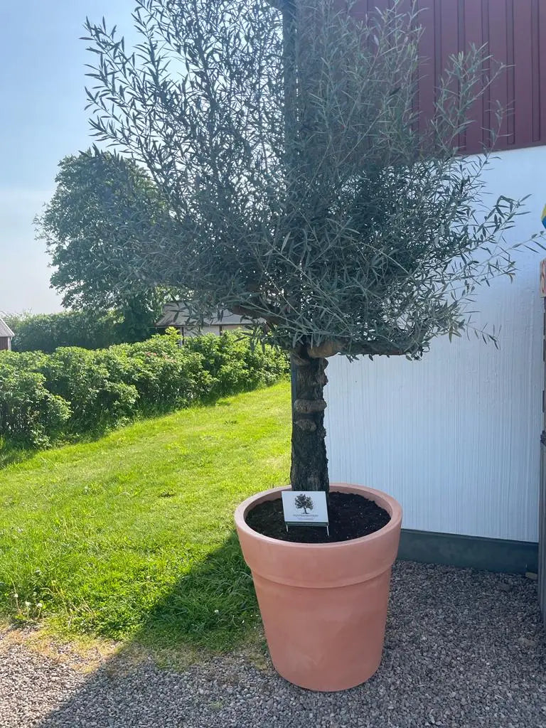 Oliventræ Olea Europaea 40 år - Medium Oliventræsbutik