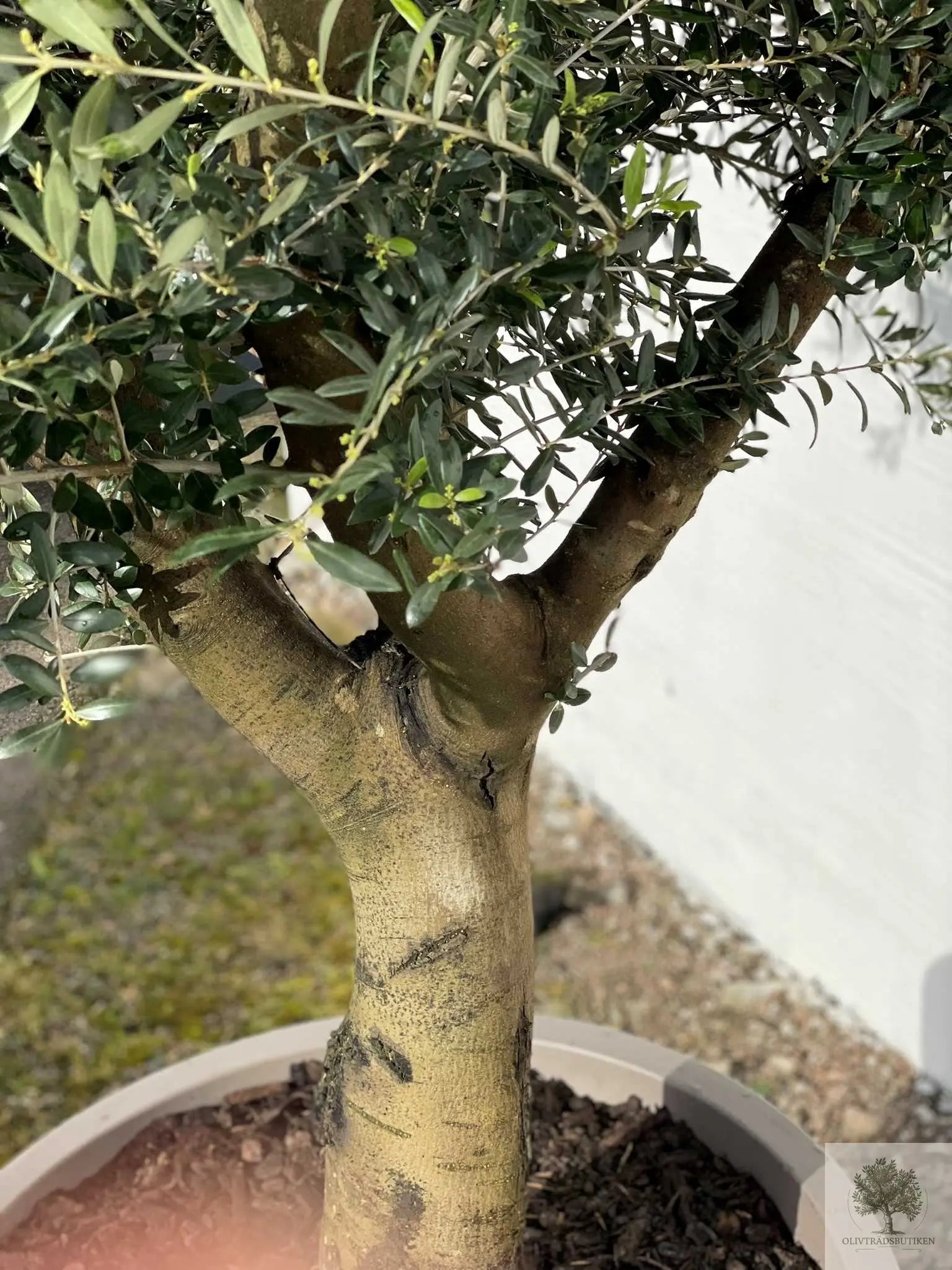 Oliventræ Olea Europaea 40 år - Medium Oliventræsbutik