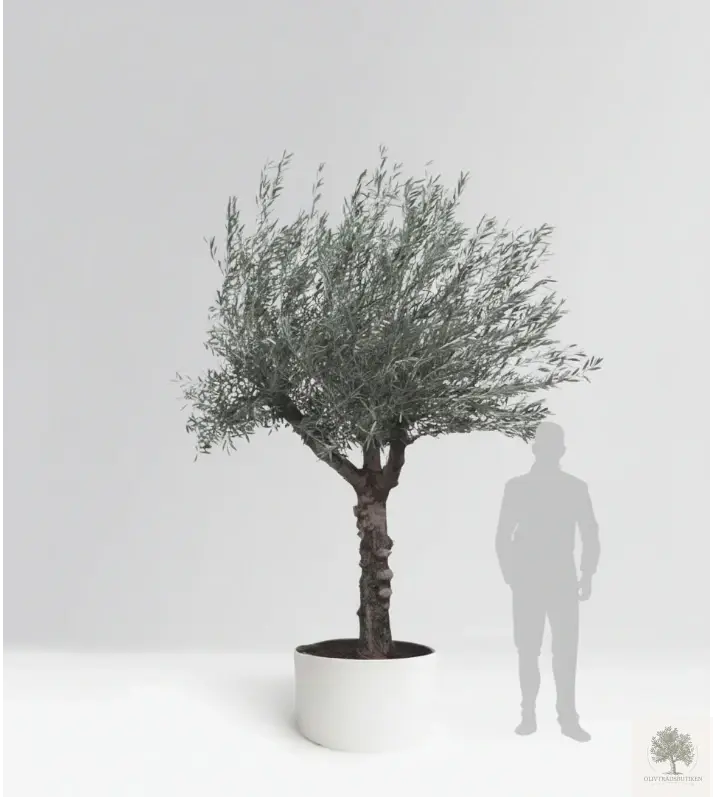 Olivträd 50 år - 250 cm höjd - 70 cm stam - 150 cm krona