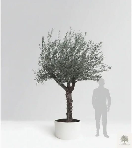 Olivträd 50 år - 250 cm höjd - 70 cm stam - 150 cm krona