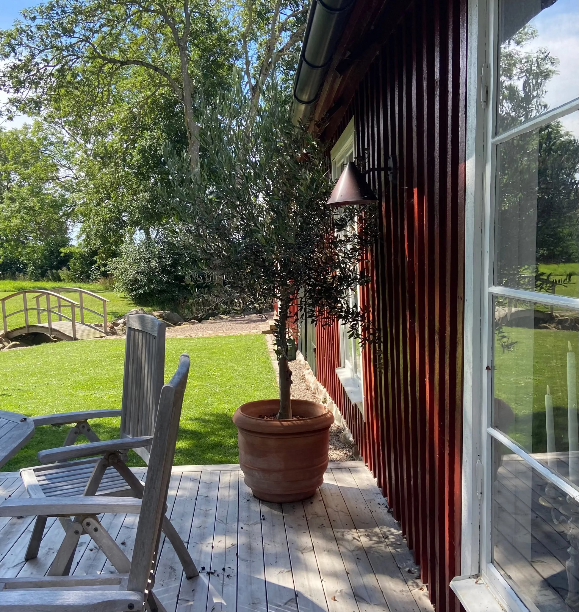 Olivträd 10 år - 170 cm höjd - 25 cm stam - 70 cm krona Olivträdsbutiken