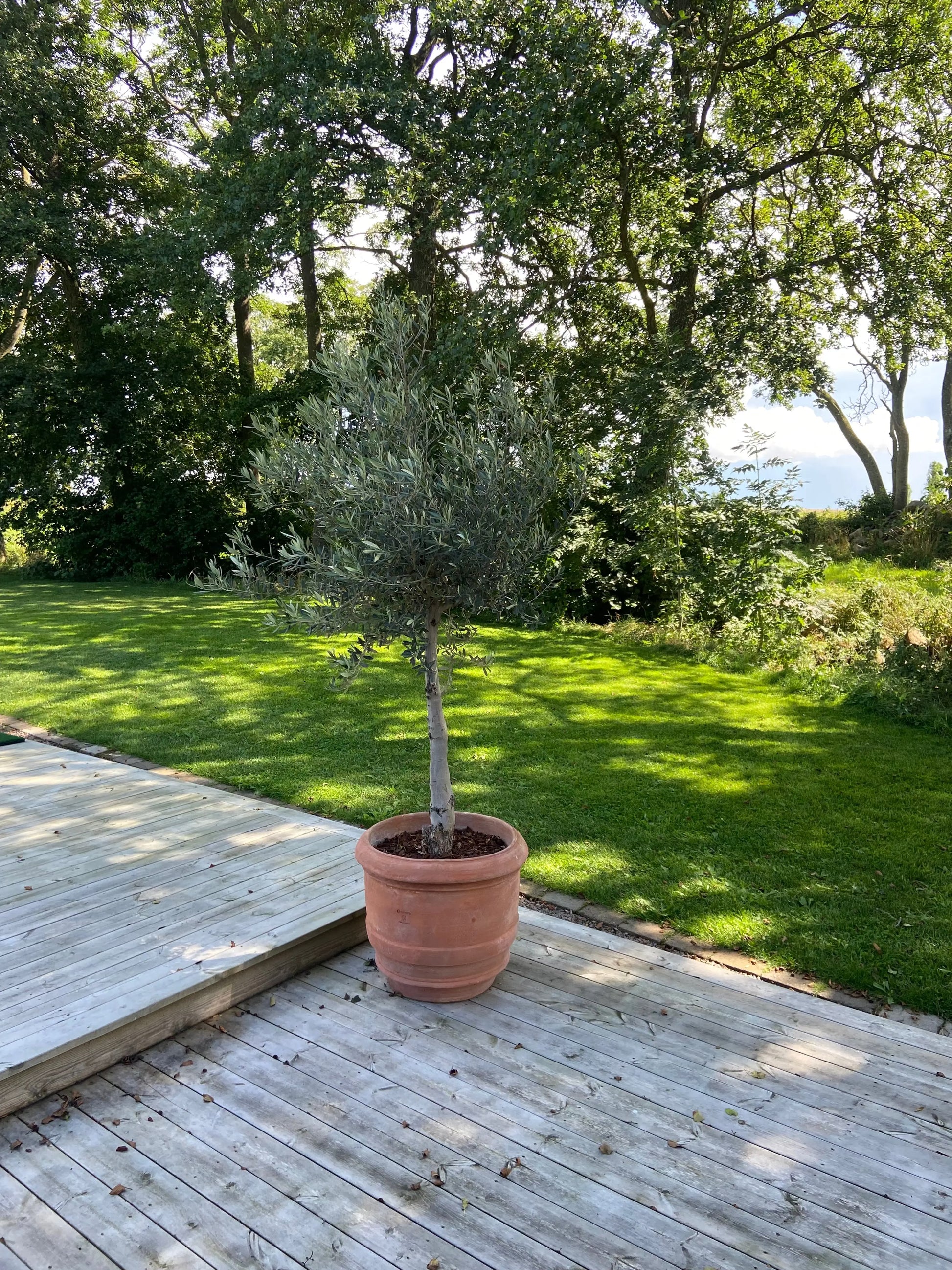 Olivträd 10 år - 170 cm höjd - 25 cm stam - 70 cm krona Olivträdsbutiken