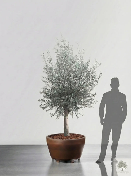 Olivträd 10 år - 170 cm höjd - 25 cm stam - 70 cm krona Olivträdsbutiken