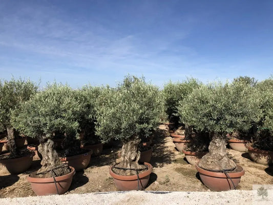 Olivträd Olea Europaea 80 år - Large Olivträdsbutiken