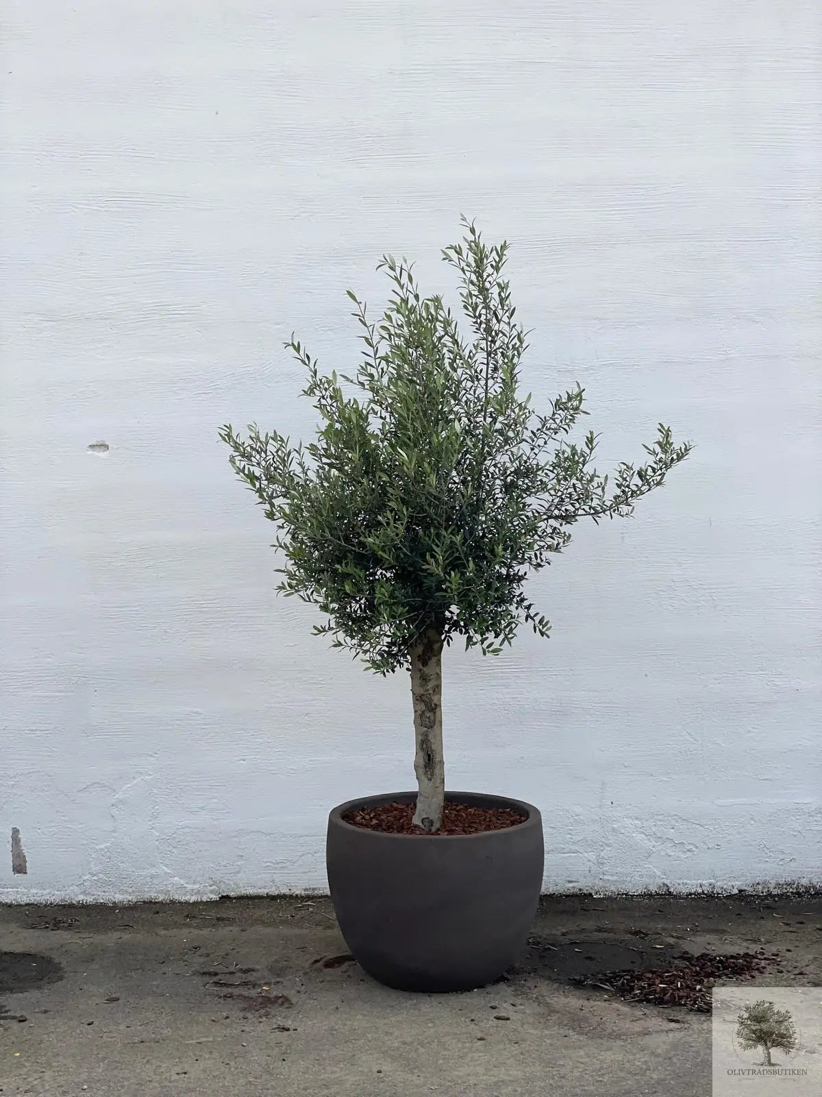 Terrakottakruka - grå brun - Låg rund - 64-120 cm Olivträdsbutiken