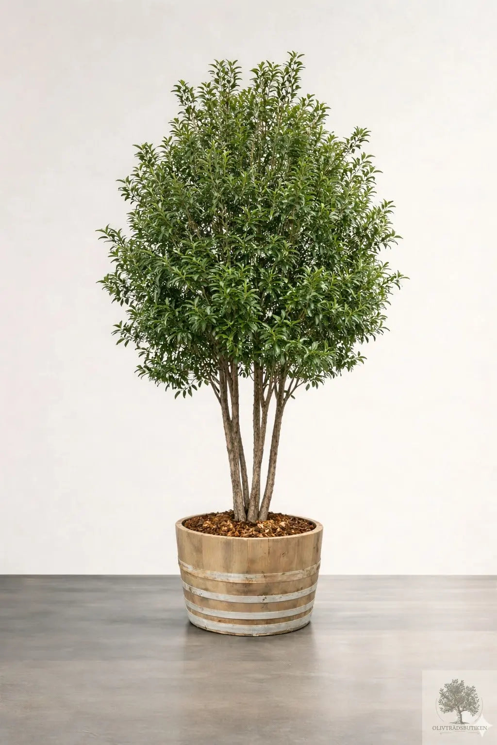 Osmanthus ilicifolius - Flerstammet 220 cm