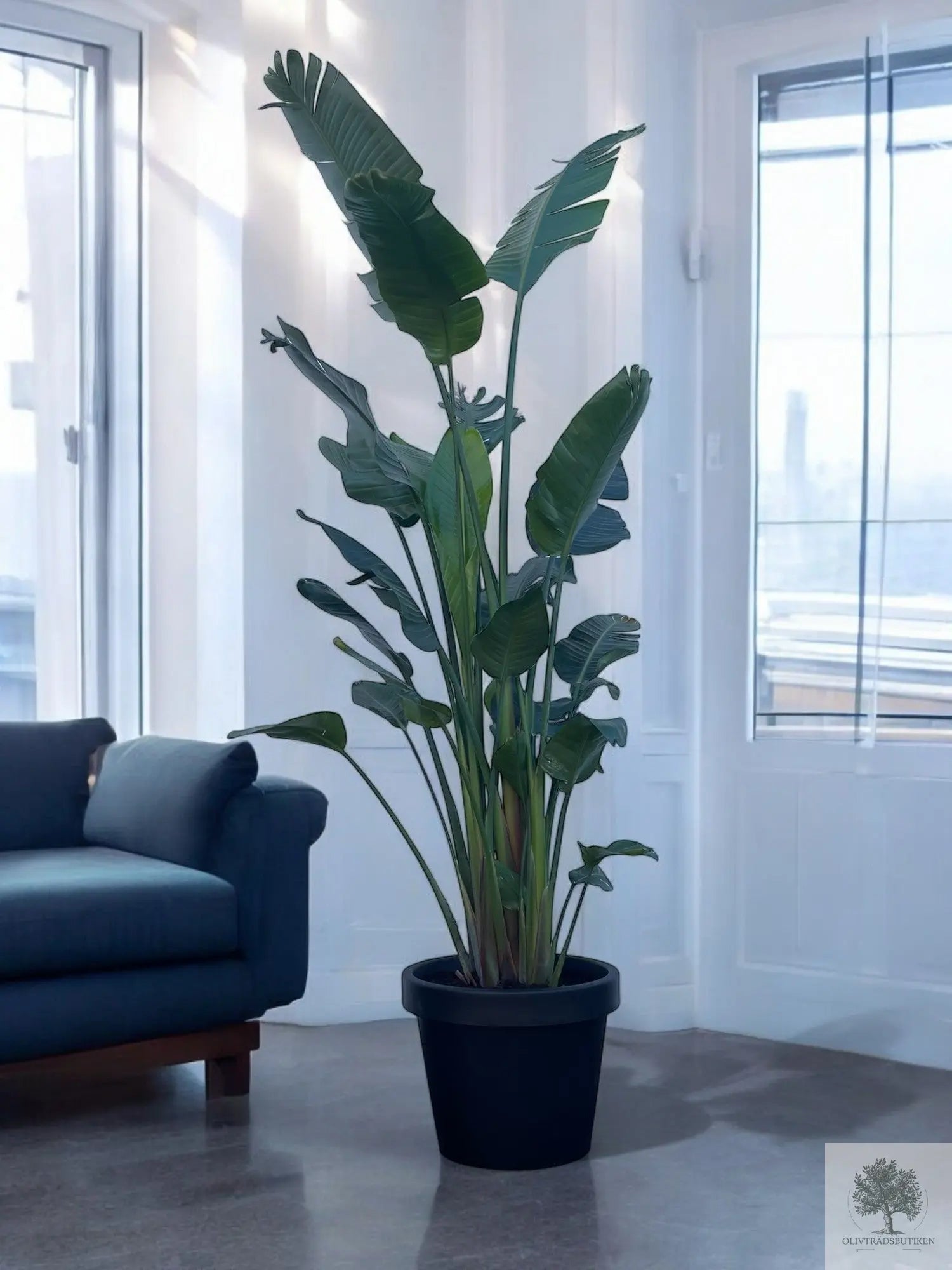 Papegojblomma - stor - inomhus - 2,80 m Olivträdsbutiken