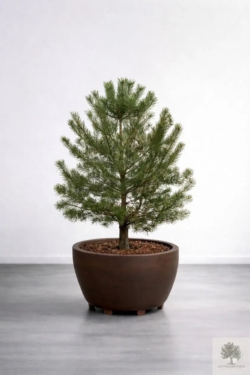 Barrträd - Pinus Silvestris Watereri - Buskform 1,6 m